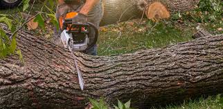 How Our Tree Care Process Works  in  Mendon, IL